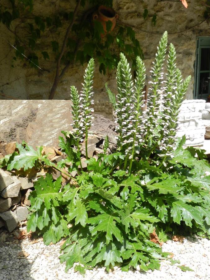 Les Acanthes Lauris Экстерьер фото